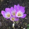 colchicum autumnale